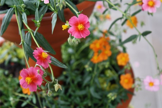 HELIANTHEMUM NUMMULARIUM(sunčanica)